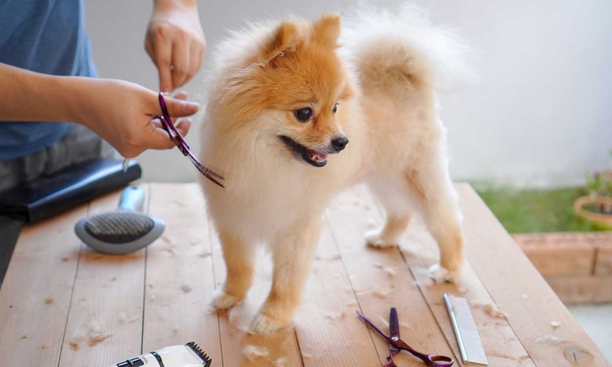 Peluquería canina