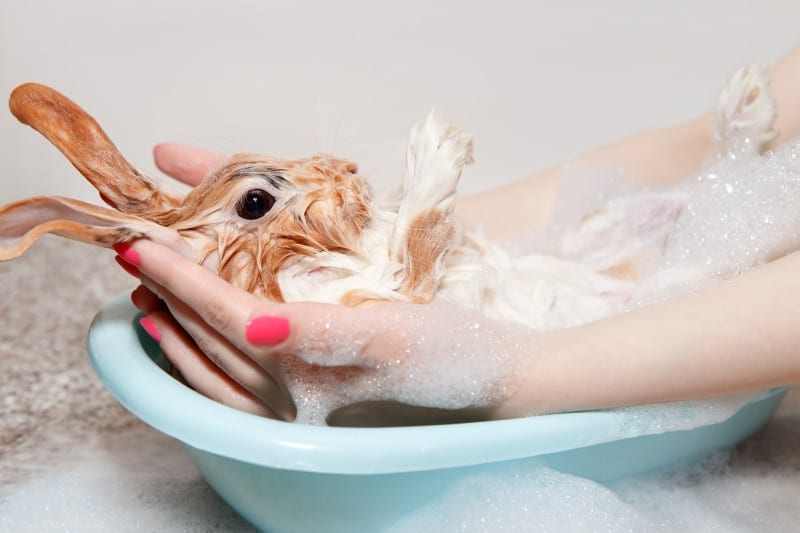 Peluquería de conejos